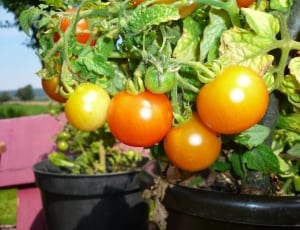 tomato plant thumbnail