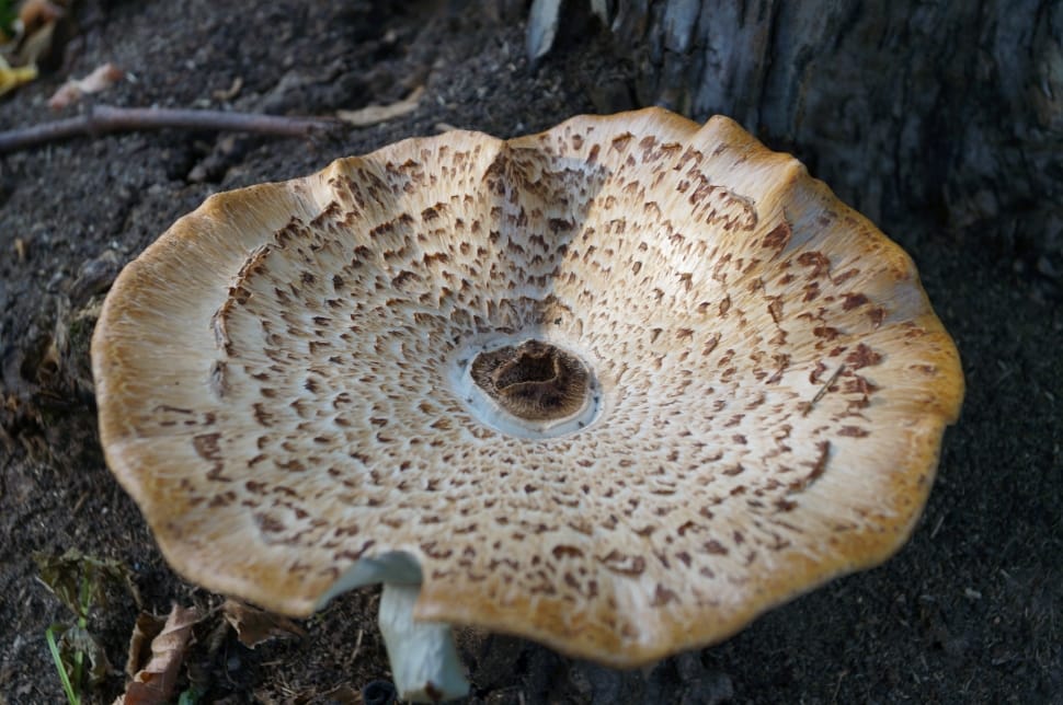 brown white mushroom preview