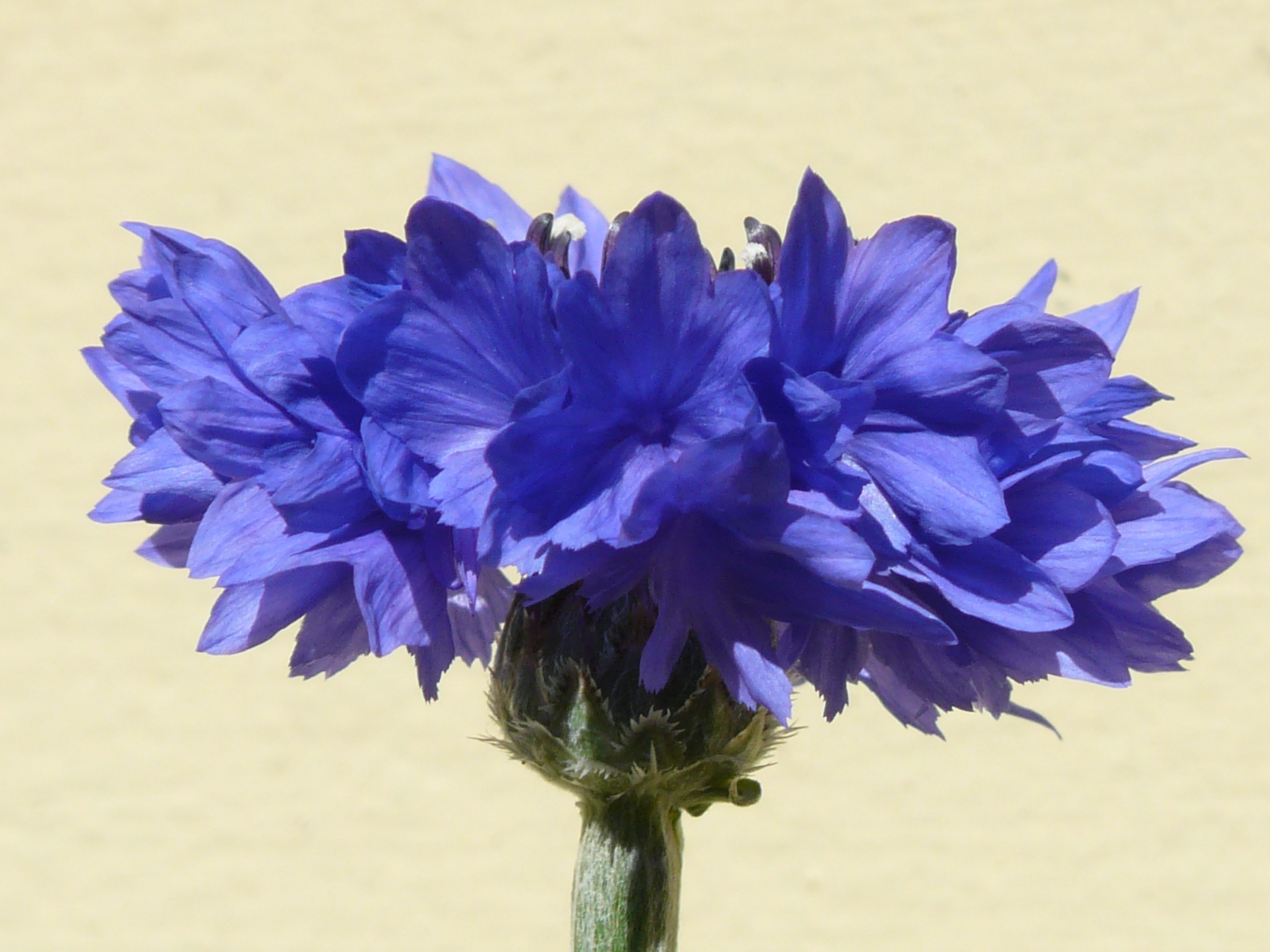 blue petaled flower