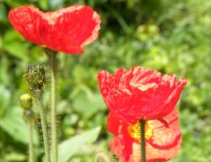 2 red flowers thumbnail