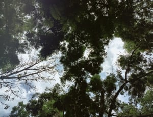 areal photo of trees thumbnail