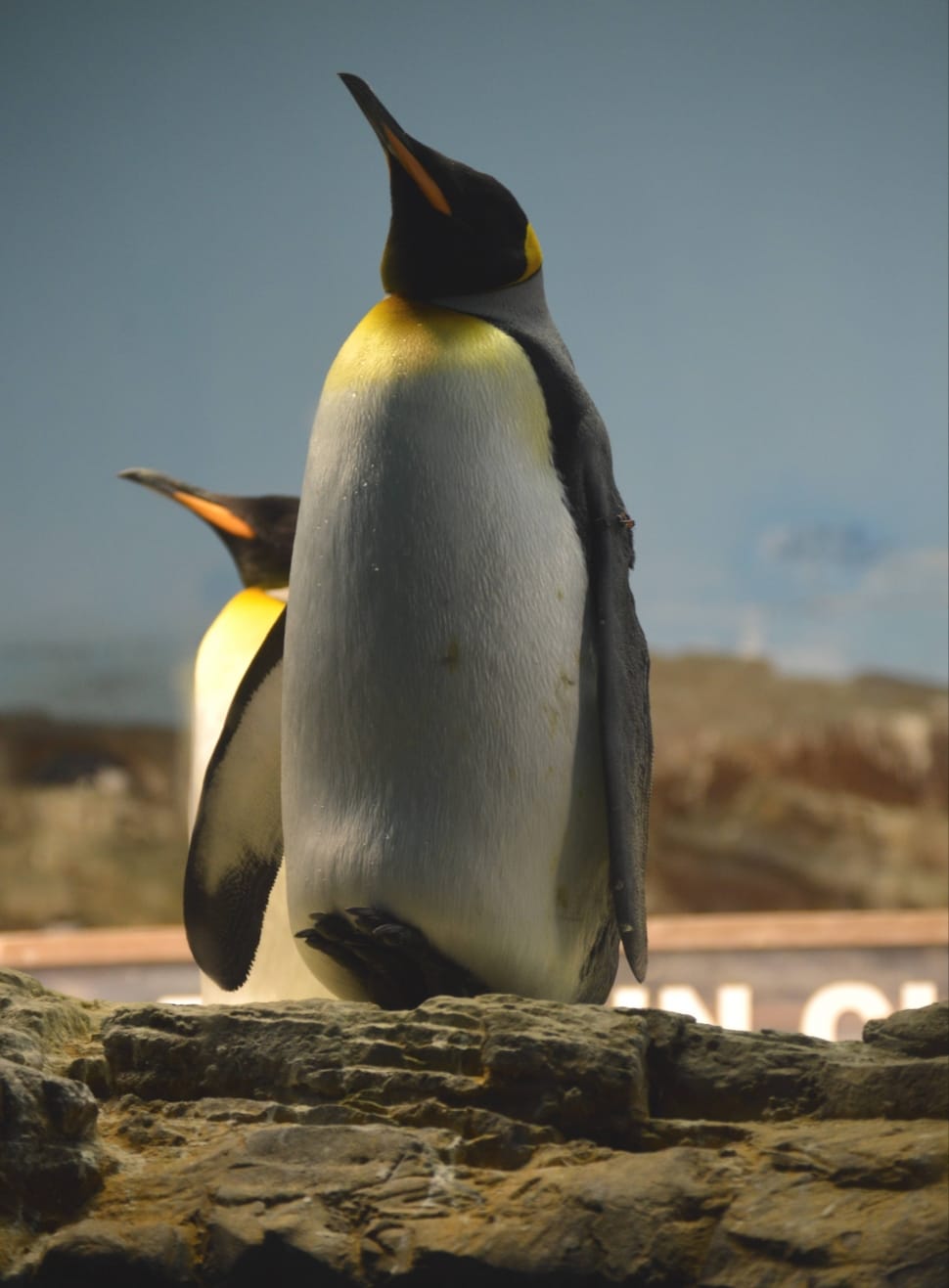 two white-and-black Penguins on rock during nighttime preview