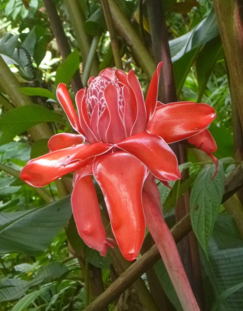 red clustered petal flower preview