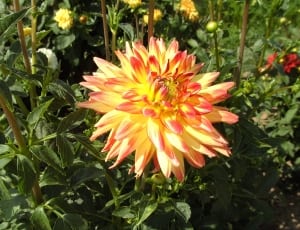 yellow and pink flower thumbnail