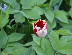 white red tulip flower thumbnail