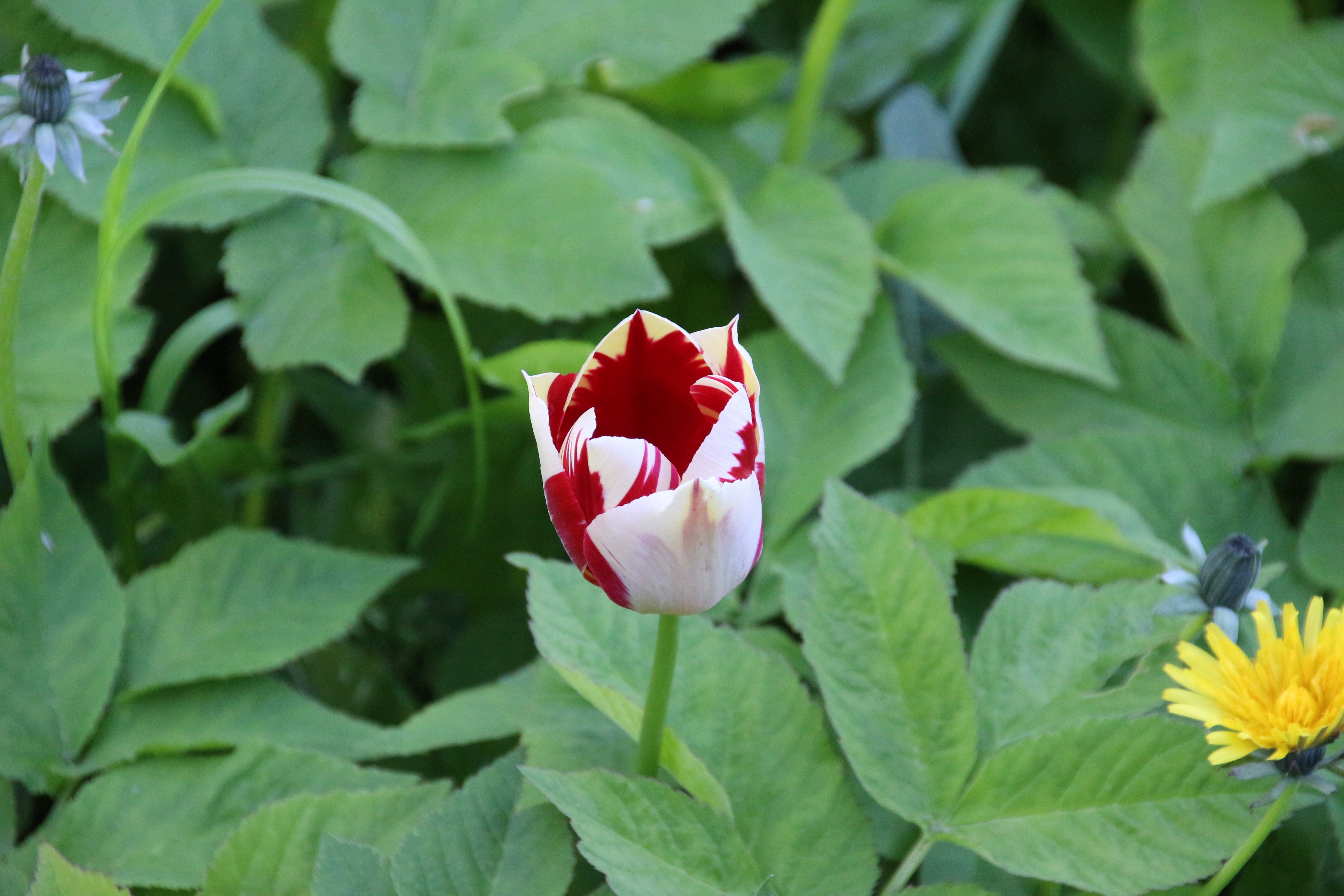 white red tulip flower
