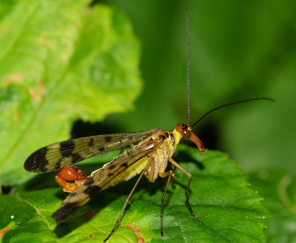 scorpion fly preview