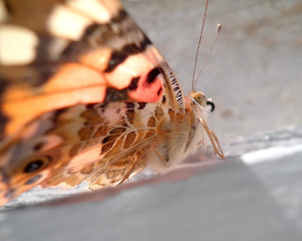 close up photo of a brown moth preview