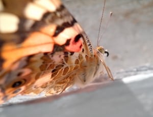 close up photo of a brown moth thumbnail
