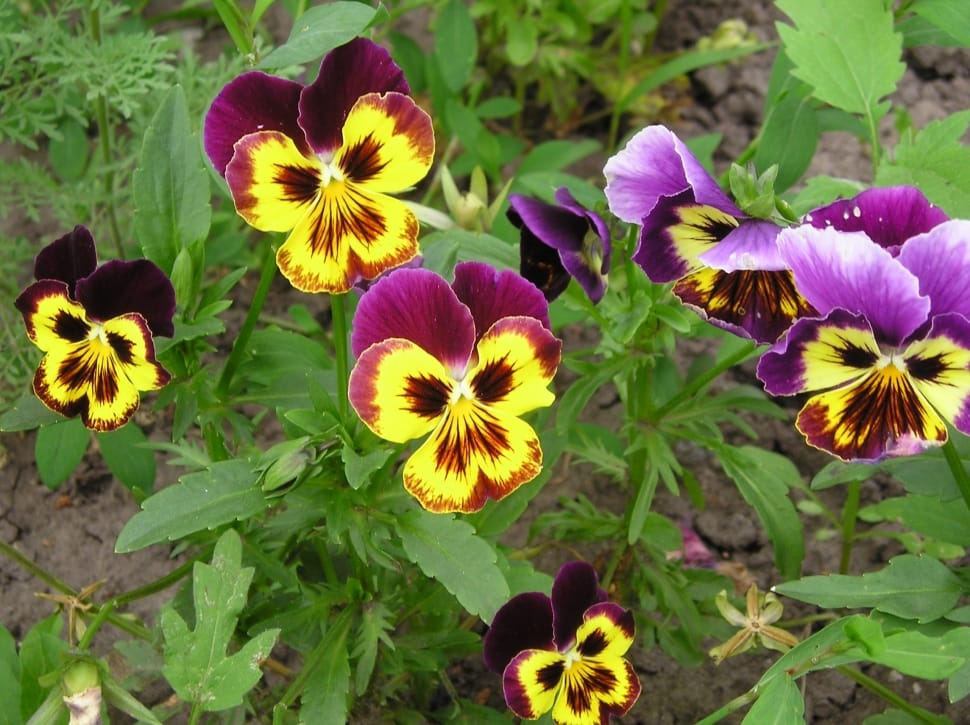purple and yellow pansies flower preview