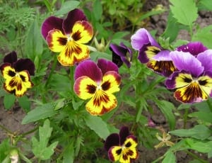 purple and yellow pansies flower thumbnail