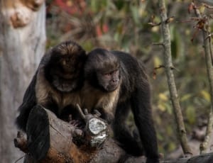two black and gray monkeys on tree during daytime thumbnail