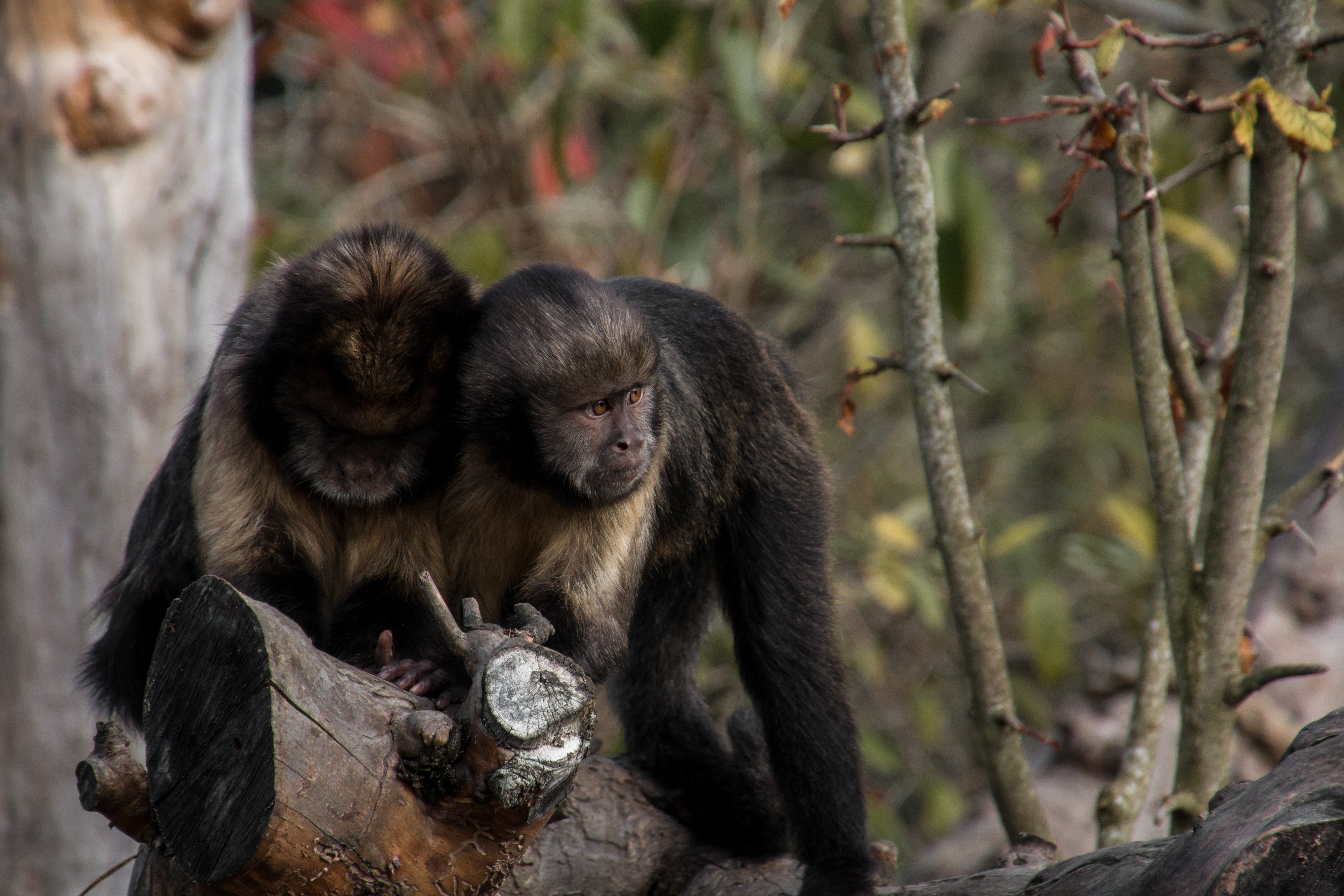 two black and gray monkeys on tree during daytime