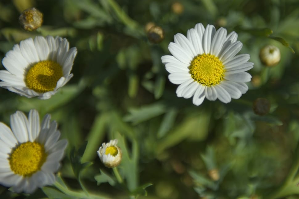 white and yellow daisy flowers preview