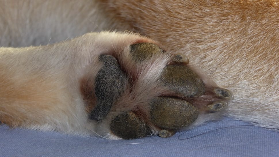 animal paw preview