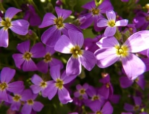 purple 4 petaled flower thumbnail