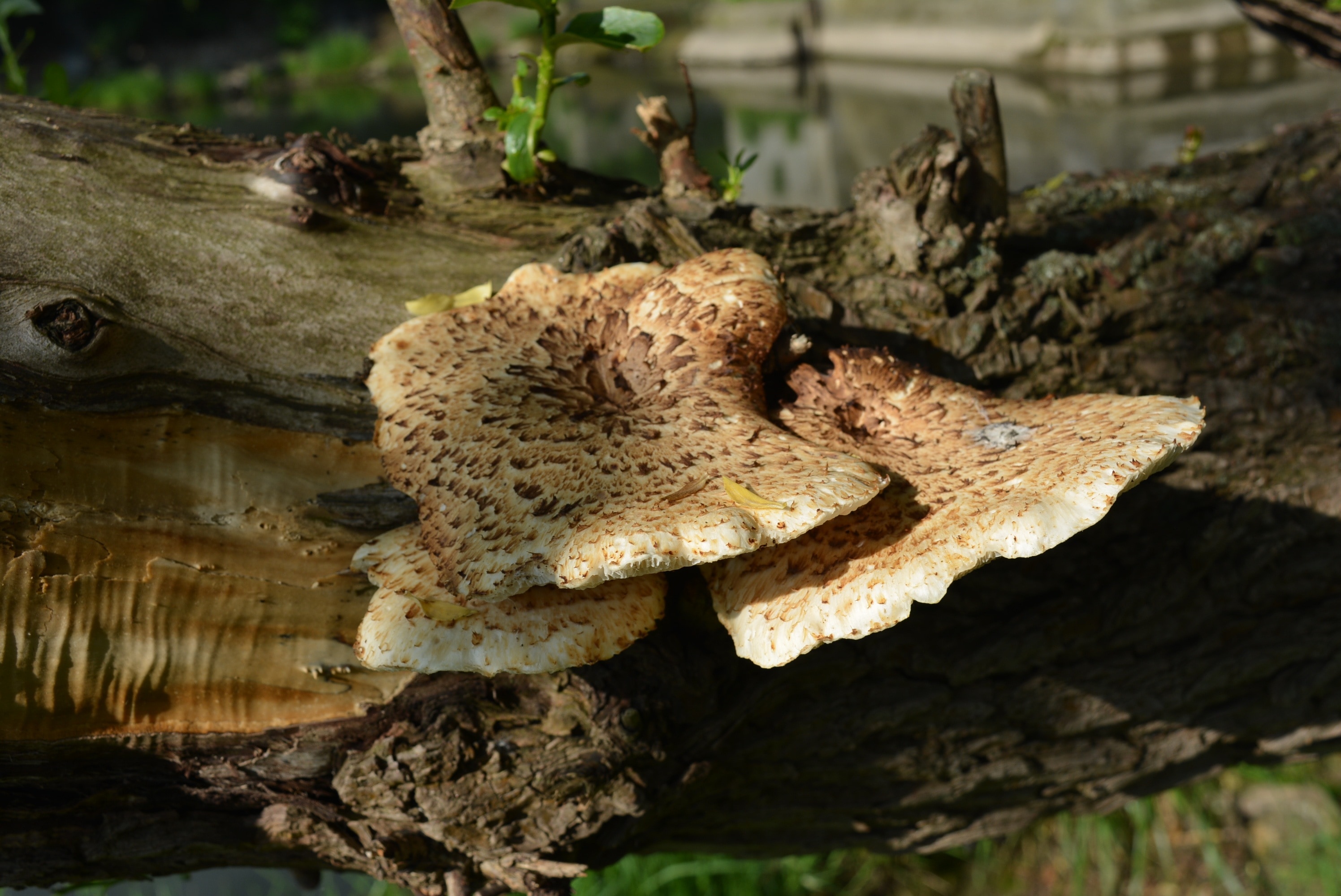 Tree Fungus, Mushroom, Mushrooms On Tree, one animal, animal themes