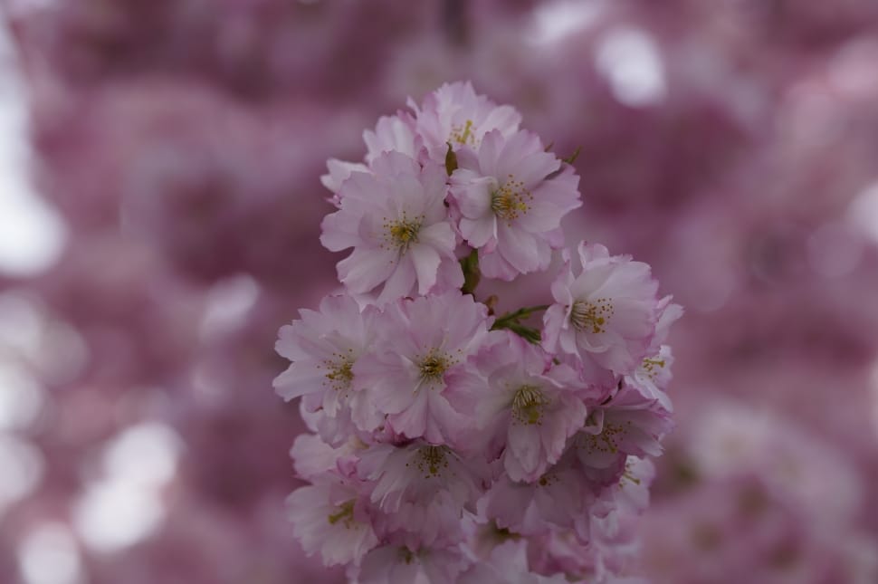 shallow focus photography of white-and-pink petal flowers preview