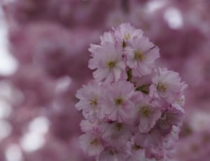 shallow focus photography of white-and-pink petal flowers thumbnail