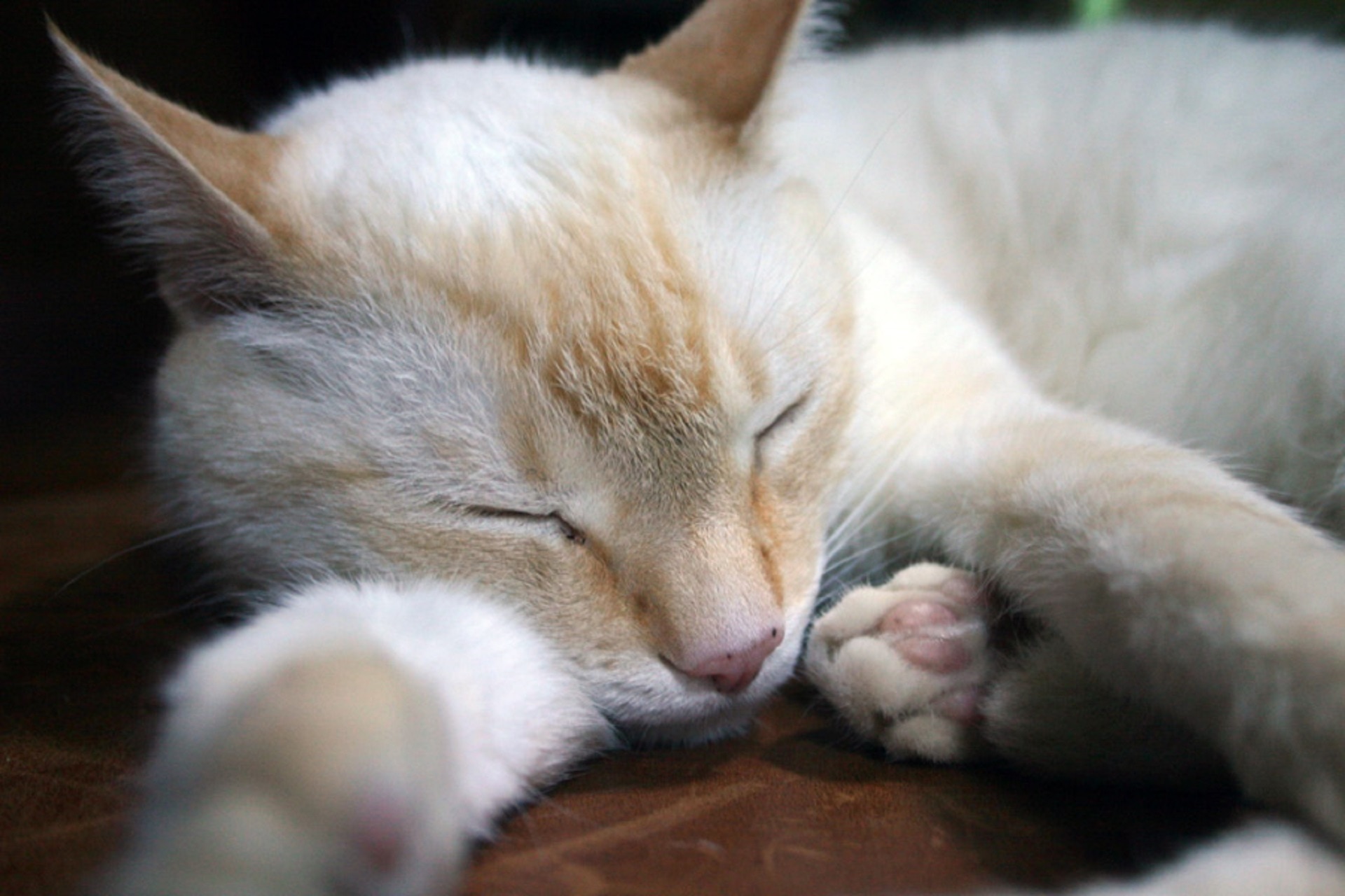 white and orange short fur cat