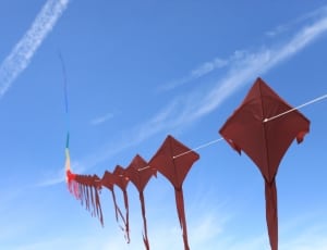 red kites thumbnail