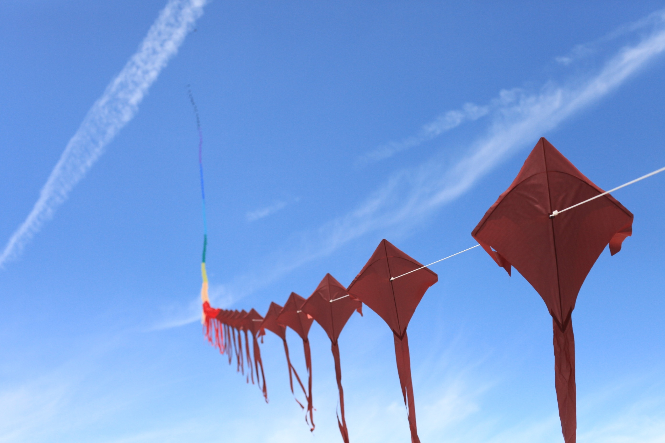 red kites