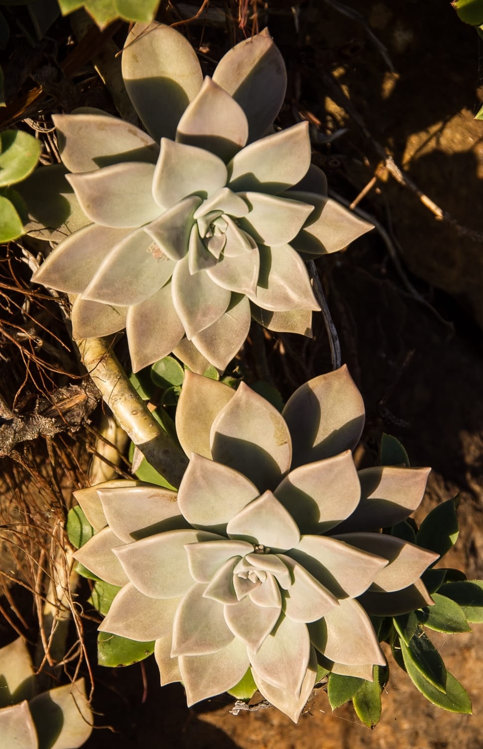 two succulent plant preview
