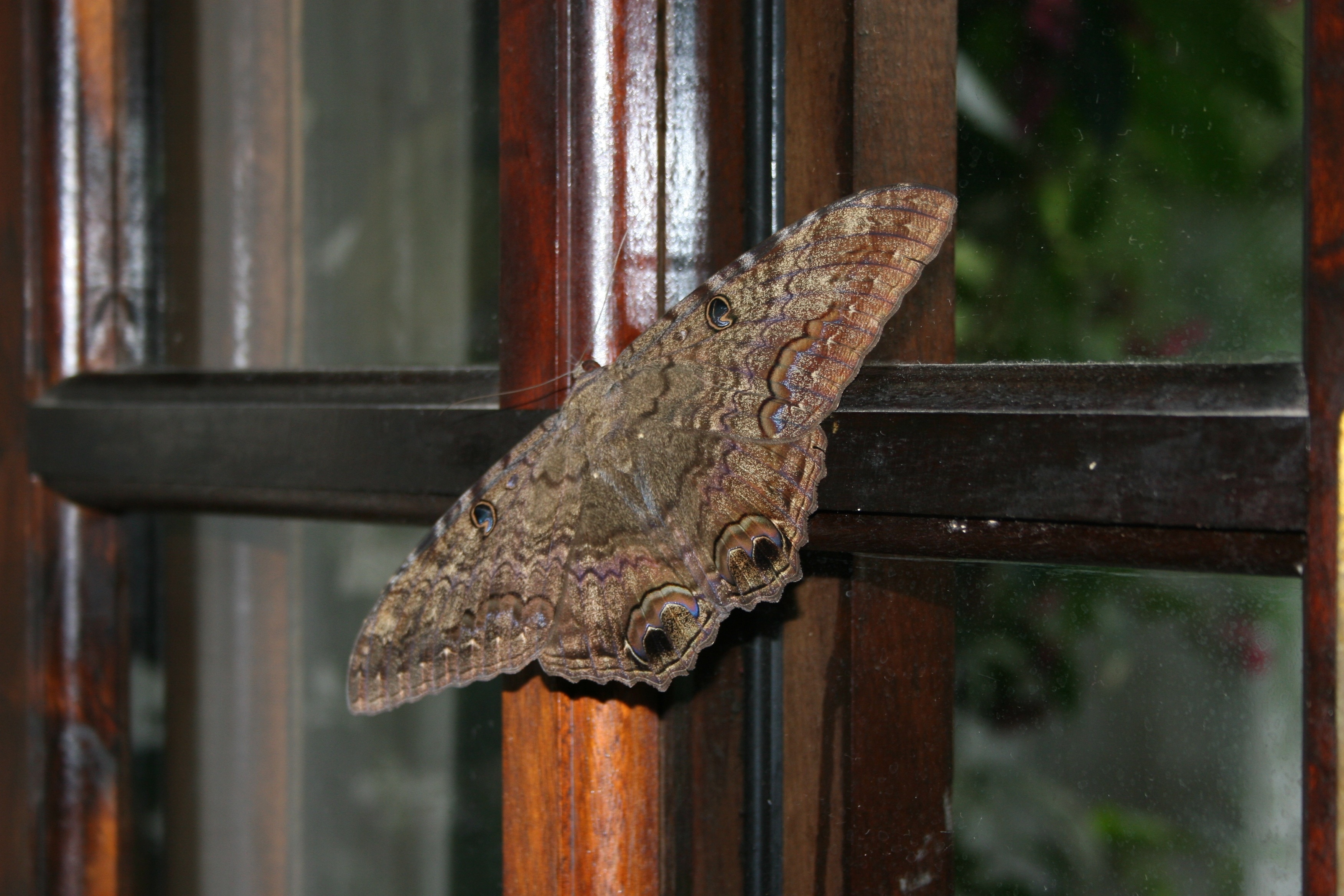 brown moth butterfly
