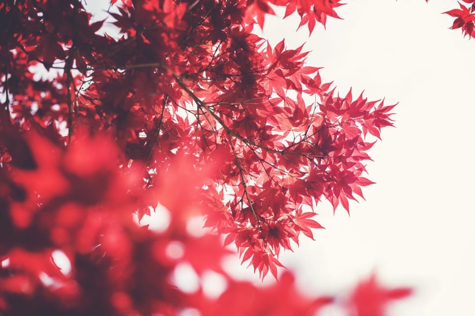 low angle shot of red leaf tree preview