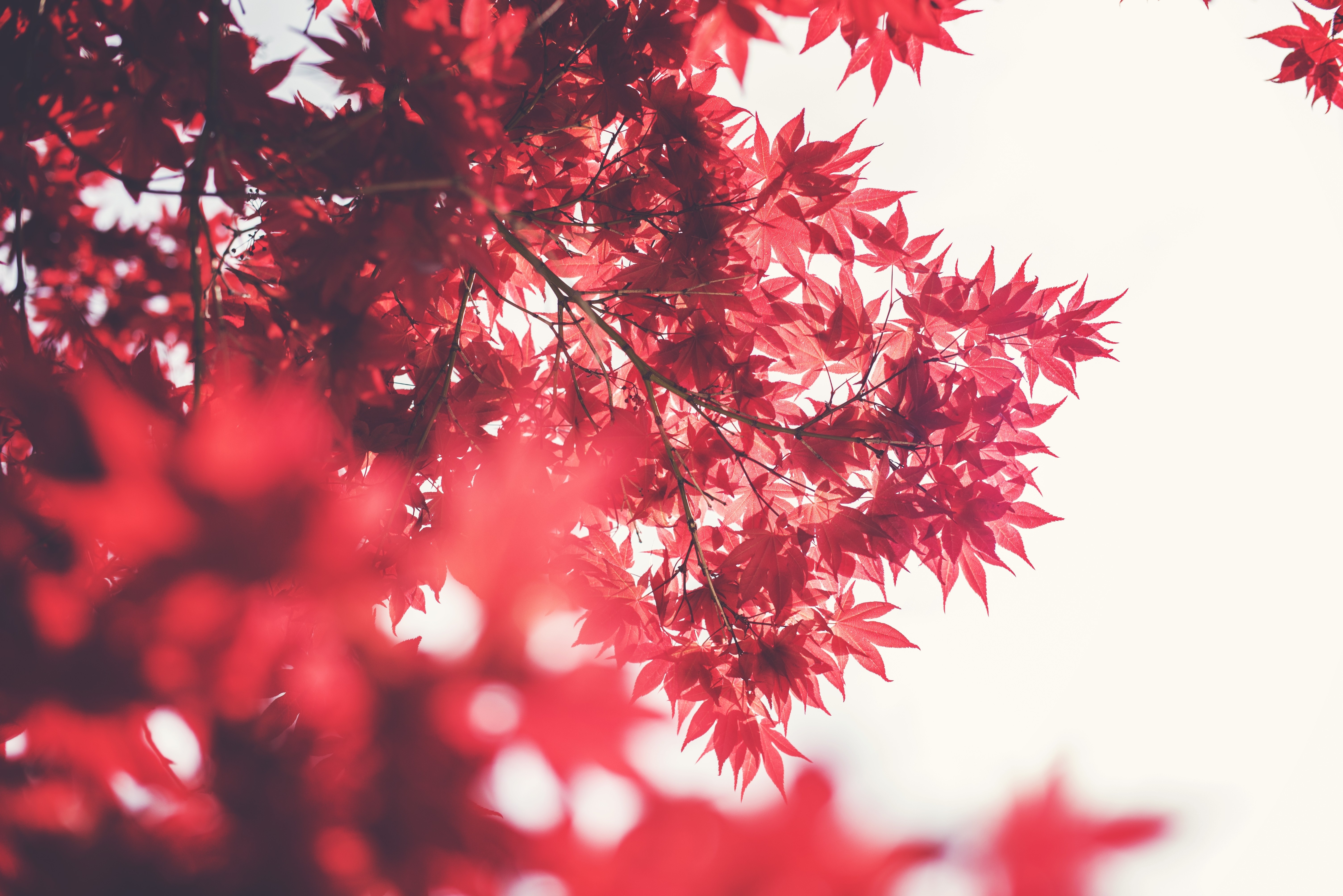 low angle shot of red leaf tree