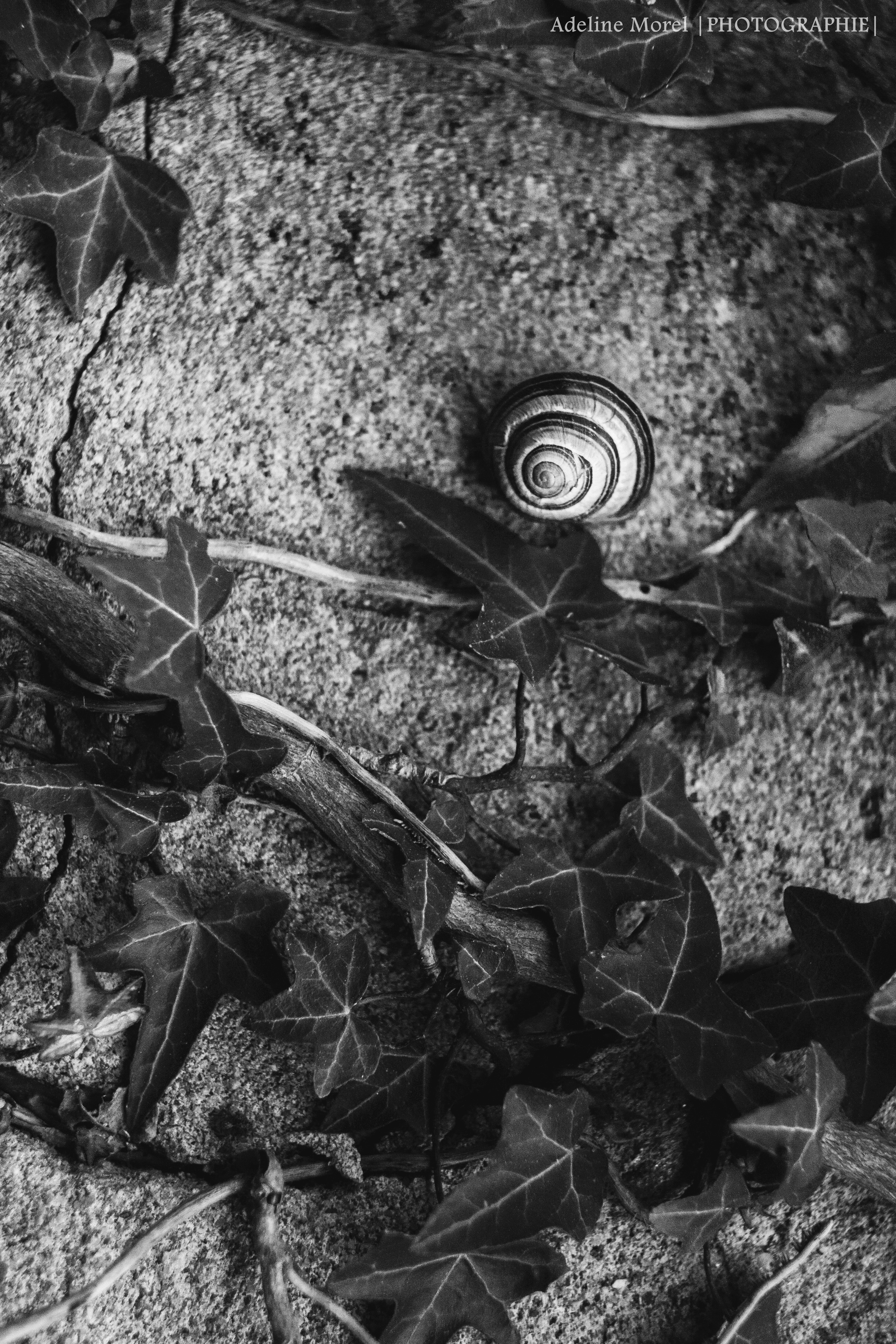 gray snail