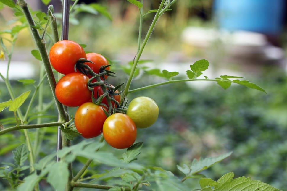 tomato plant preview