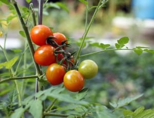 tomato plant thumbnail