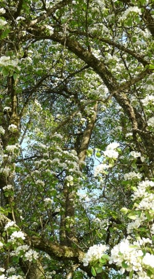 green leaf tree with white flowers thumbnail