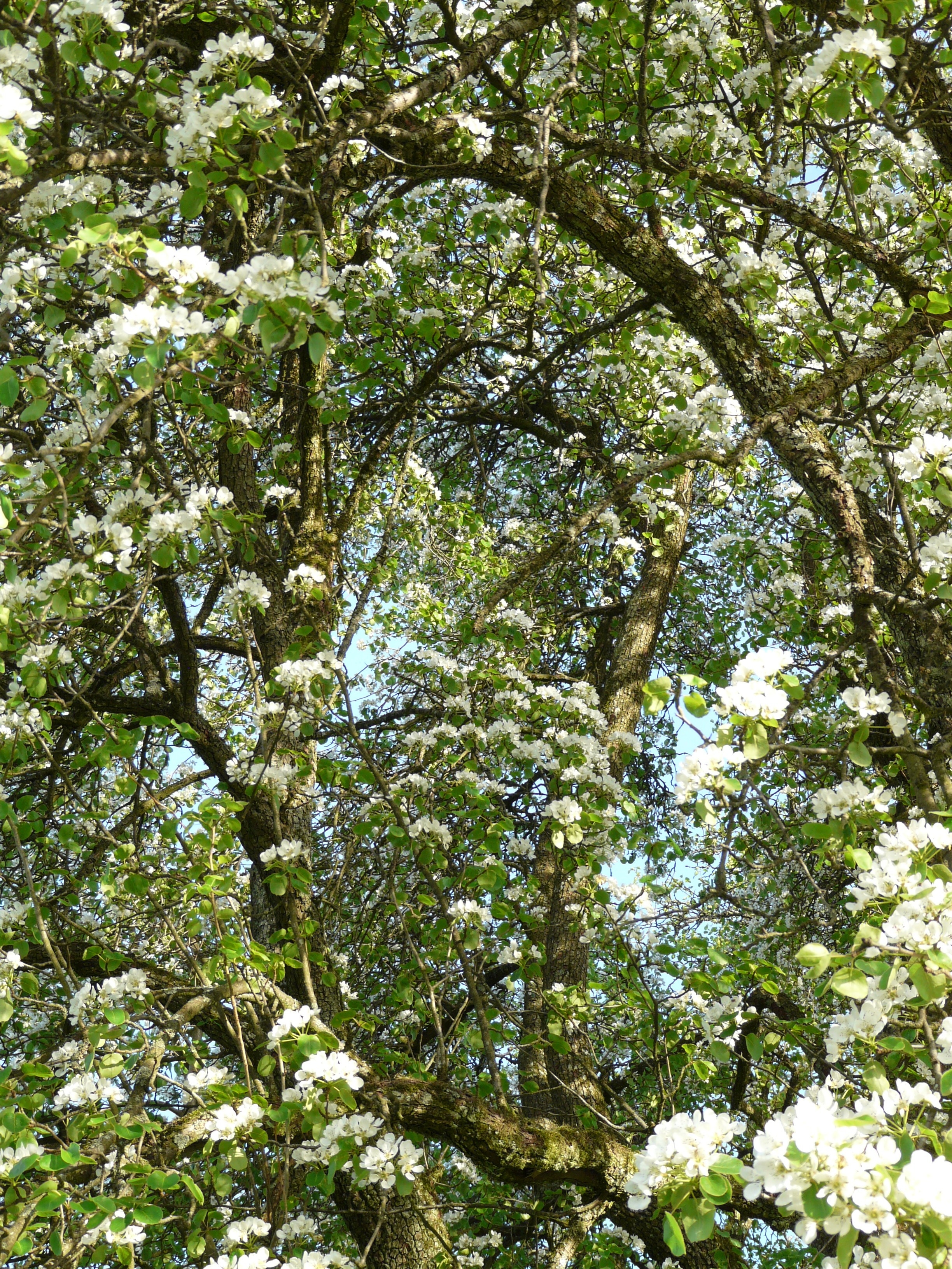 green leaf tree with white flowers