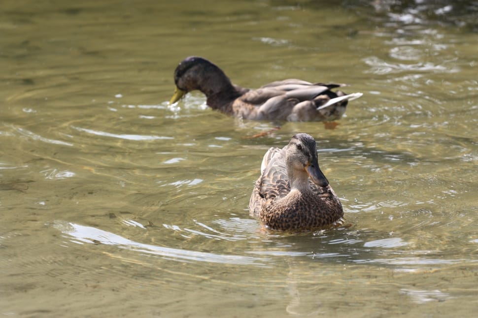 female mallard ducks preview