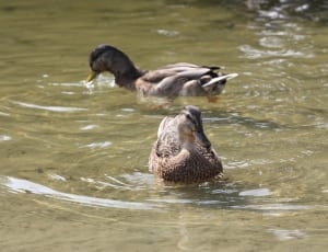female mallard ducks thumbnail