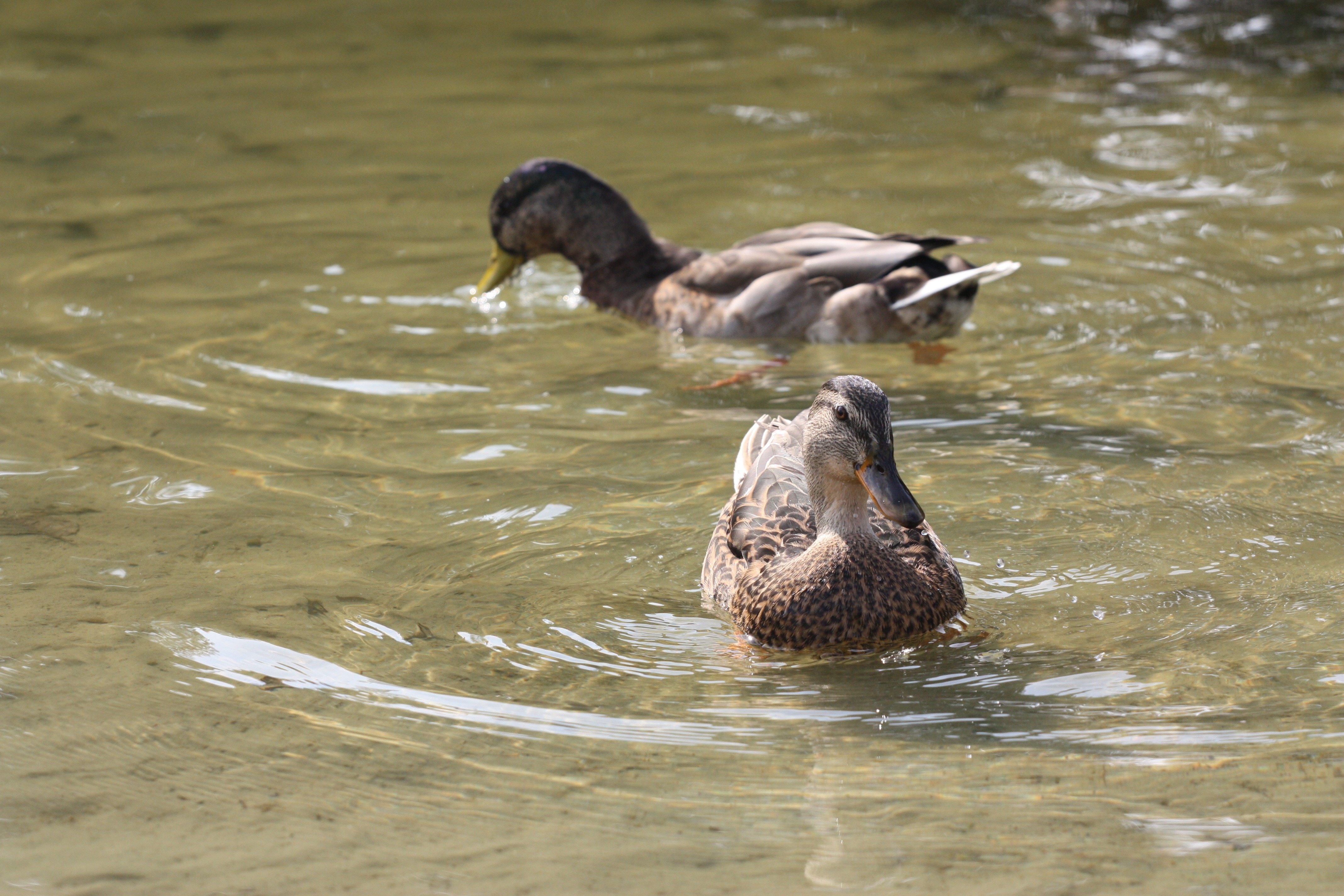 female mallard ducks