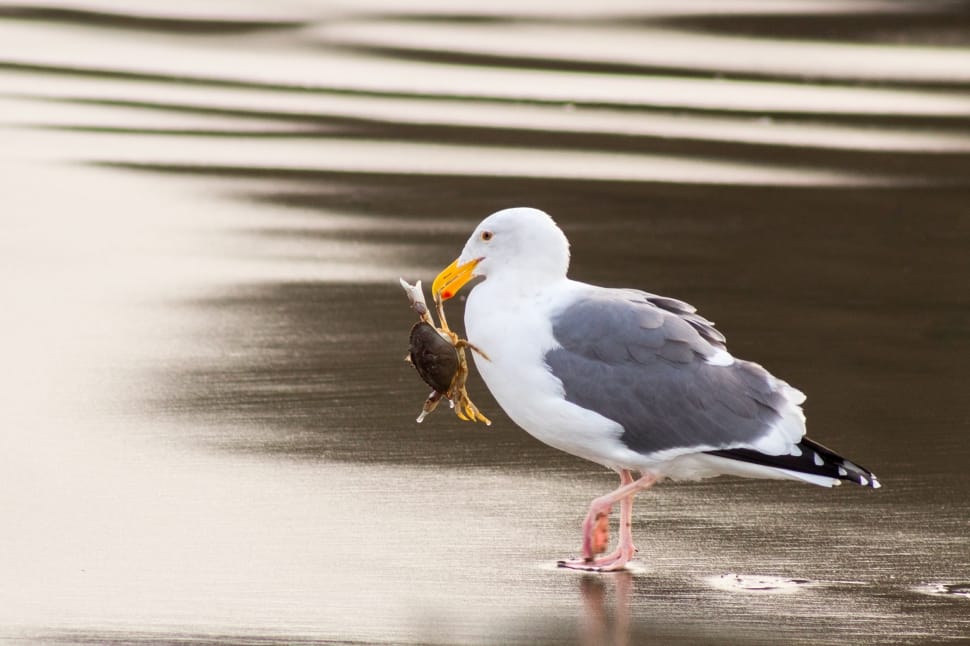 white and grey seagull biting brown crab on shore preview