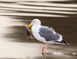 white and grey seagull biting brown crab on shore thumbnail