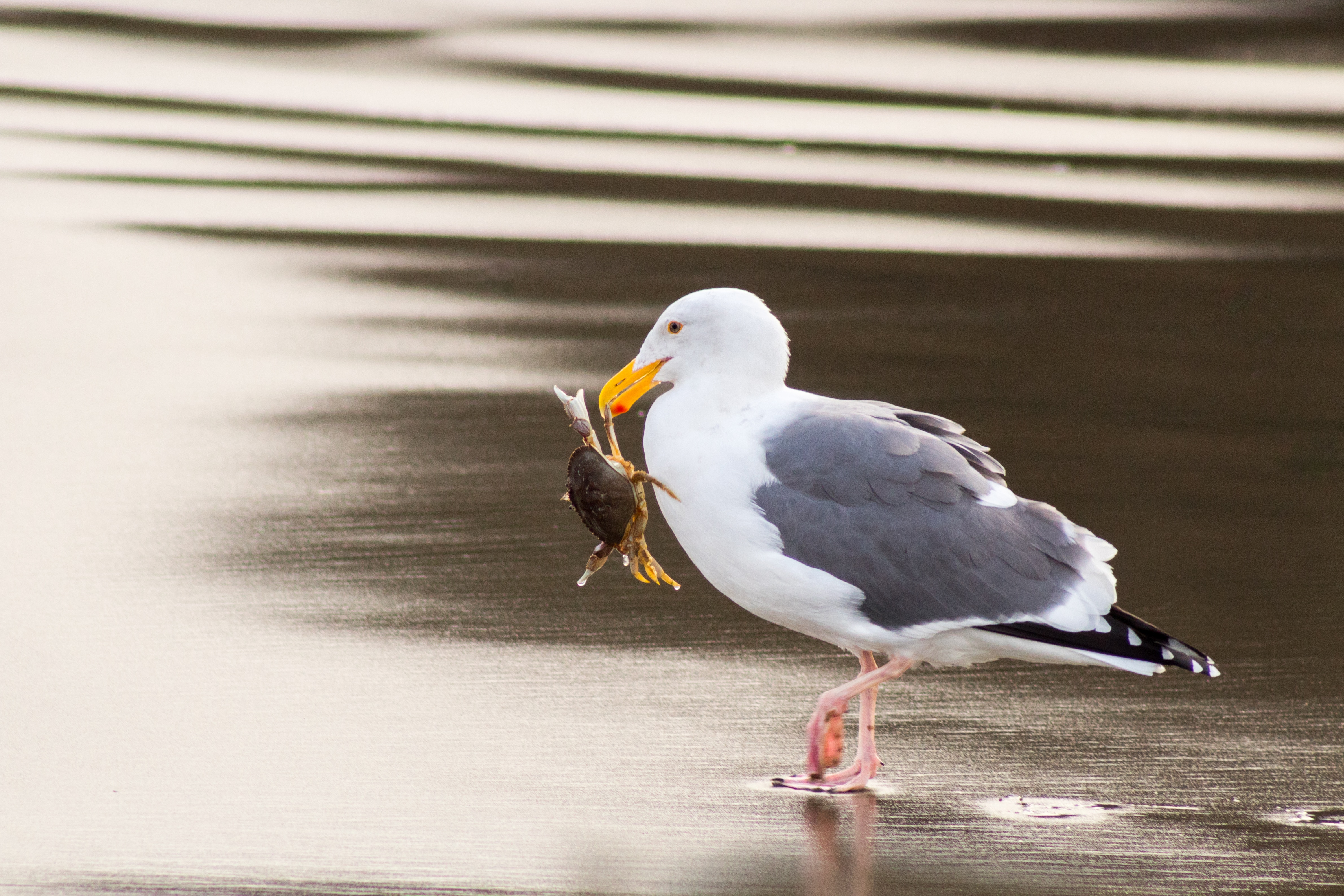 white and grey seagull biting brown crab on shore