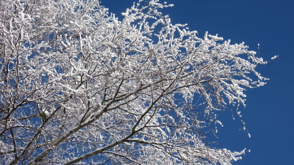 white tree preview