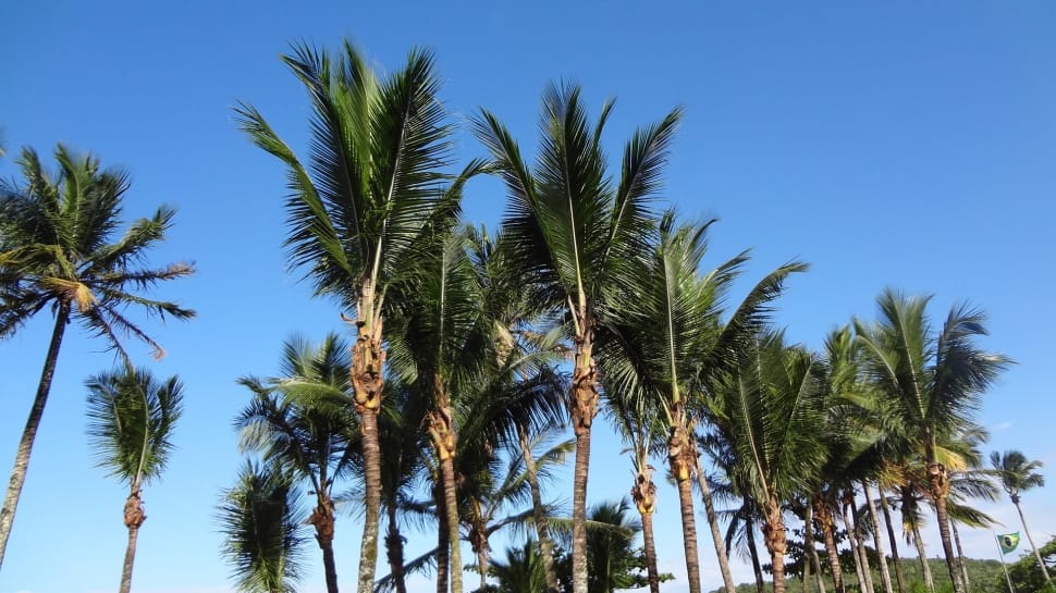 palm trees preview