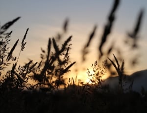 silhouette of grasses at dawn thumbnail