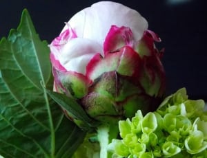 white,pink and green flower thumbnail