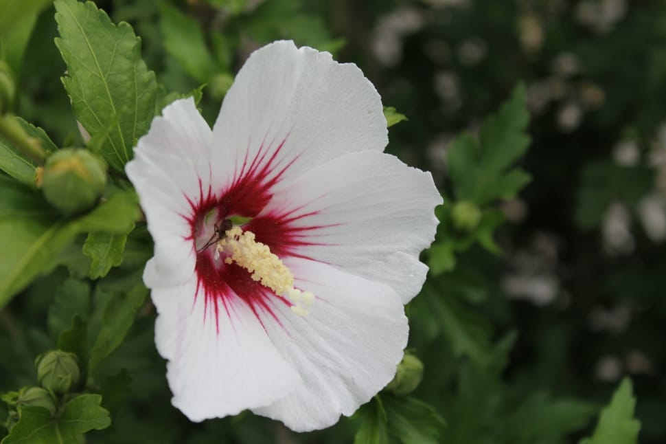 white and red hibiscus preview
