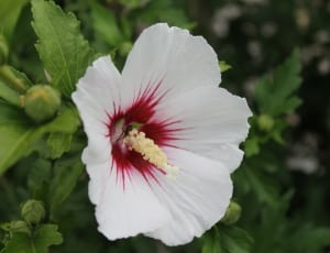 white and red hibiscus thumbnail