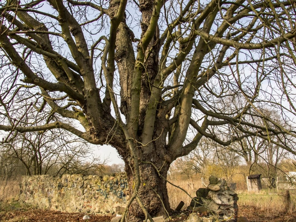 brown leafless tree preview