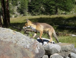 brown fox on rock mountain thumbnail