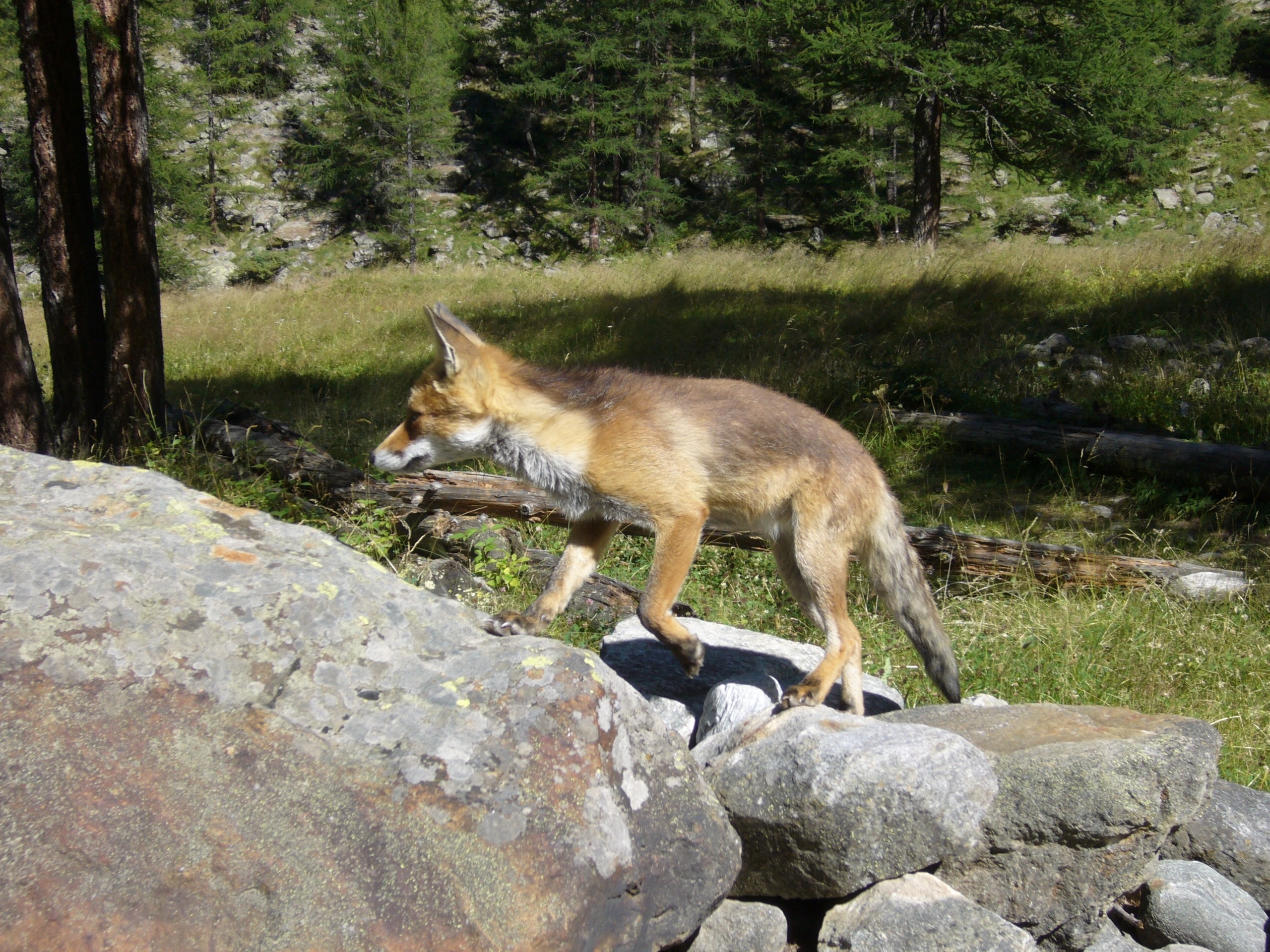 brown fox on rock mountain